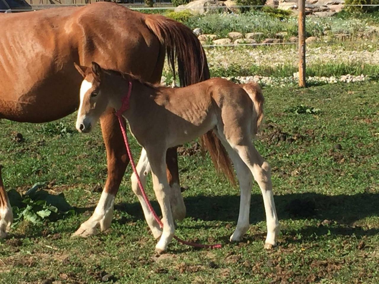 Villa Cheval Aukštadvaris Εξωτερικό φωτογραφία